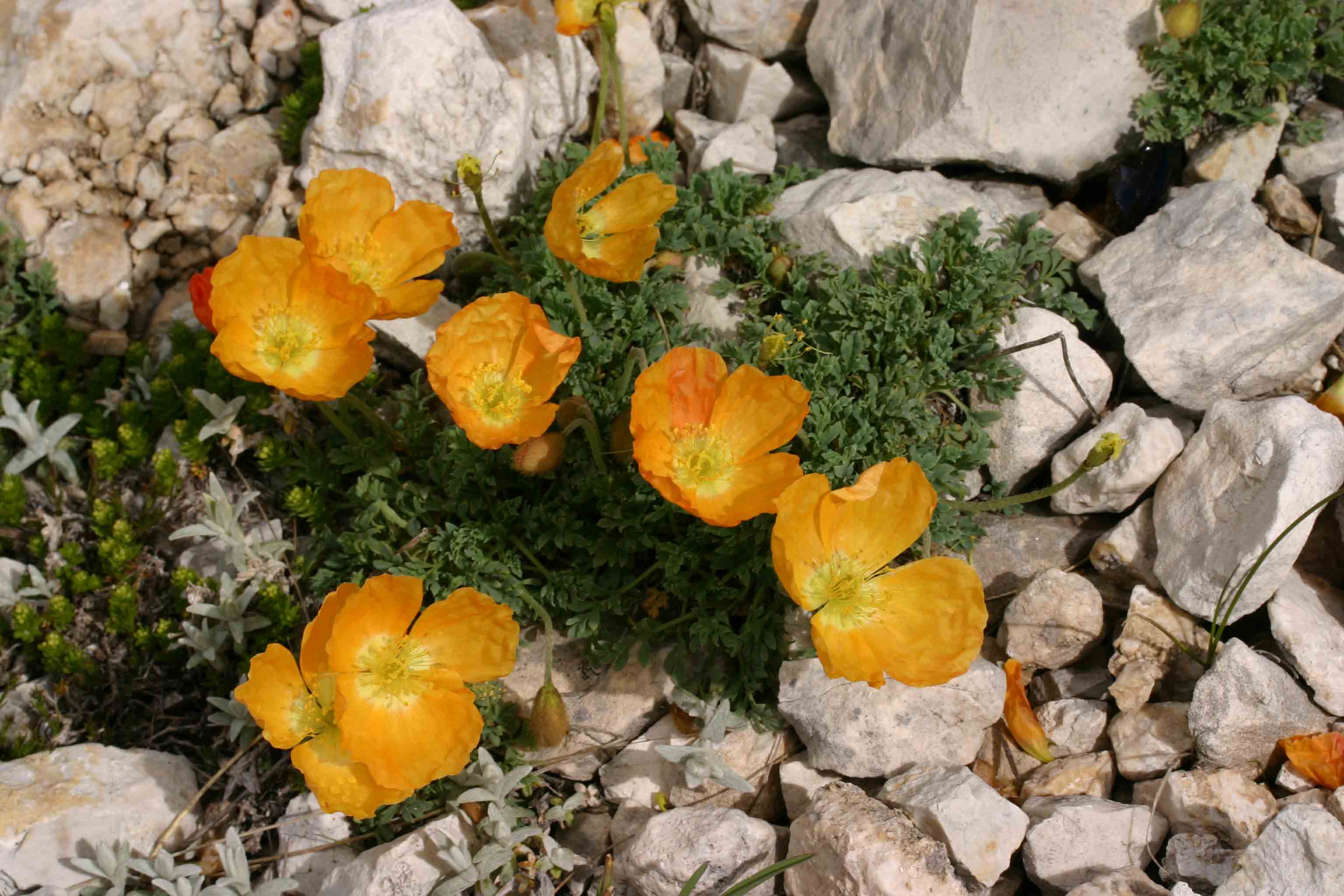 Papaveri sul Gran Sasso?
